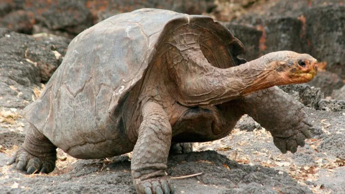 Afscheid van Gramma: de vriendelijke reuzenschildpad van San Diego Zoo