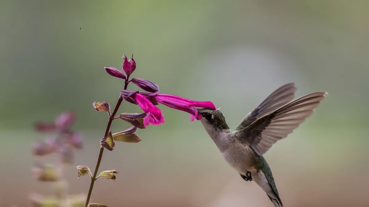 Waarom kolibries vaak in tuinen opduiken: wat hun komst betekent