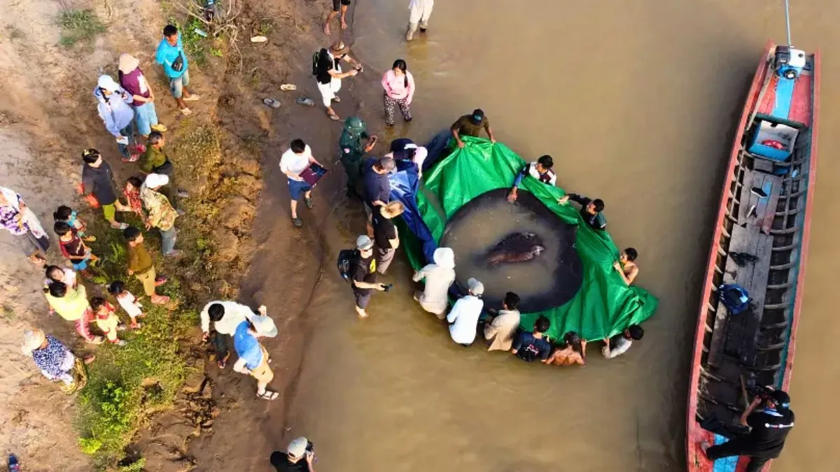 Geheimen van de Mekong: ontdekking van de reuzenzoetwaterrog