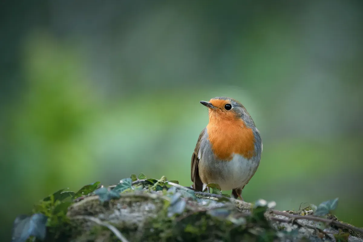 Het winterritueel van de roodborst: een vertrouwde gast in de tuin