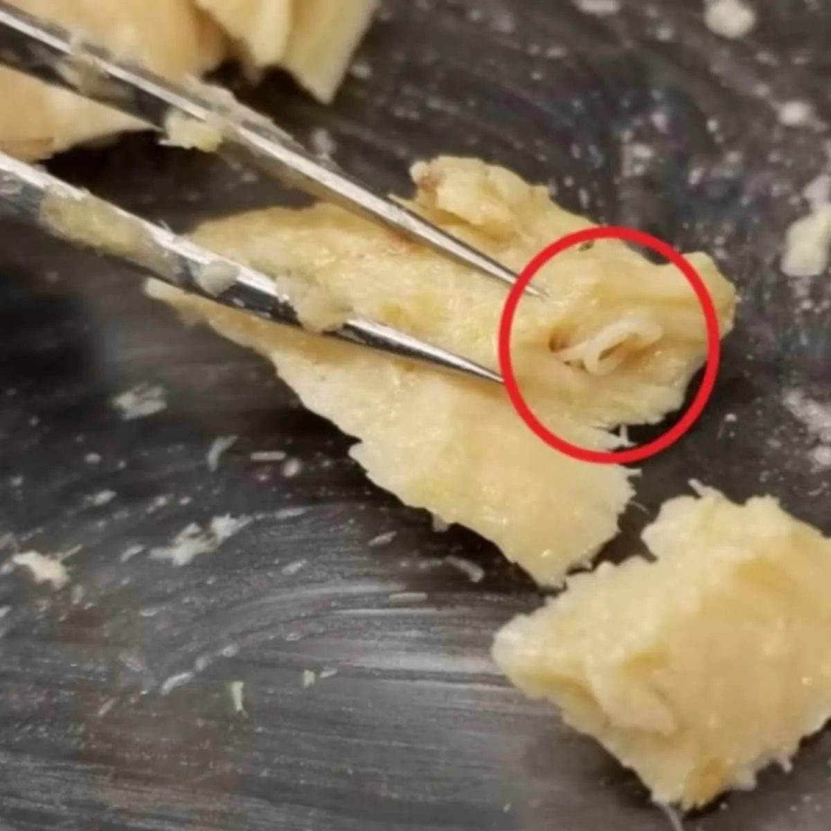 Ze openden een blik zalm van 50 jaar oud: een doorbraak in de mariene wetenschap