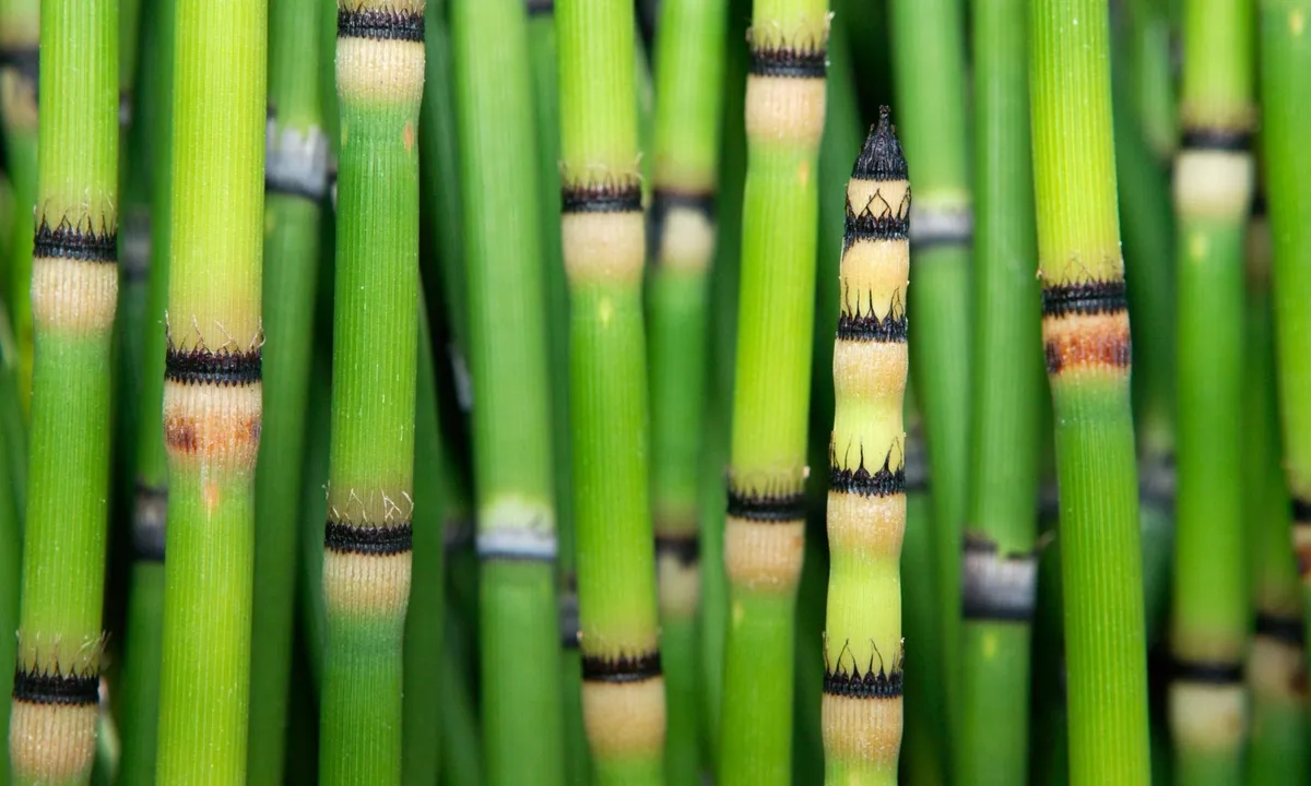 Prehistorische plant toont ongekende zuurstofisotoopwaarden